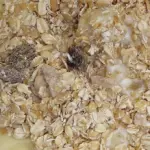 Cosa mangiare prima di correre?